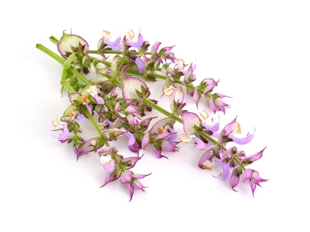 Clary Sage - By Faith Essential Oils