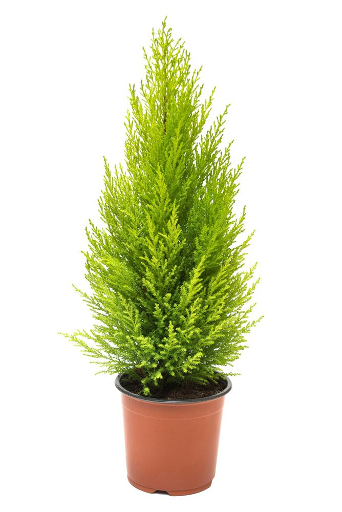 Cypress - By Faith Essential Oils