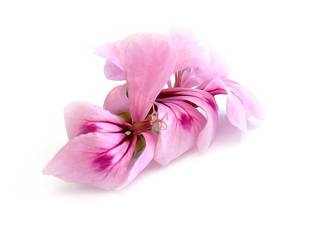 Geranium - By Faith Essential Oils