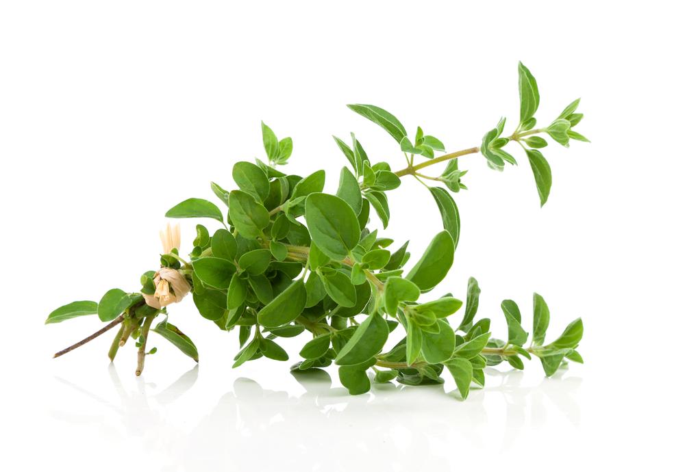 Oregano - By Faith Essential Oils