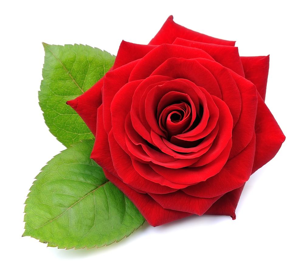 Rose (Absolute) - By Faith Essential Oils