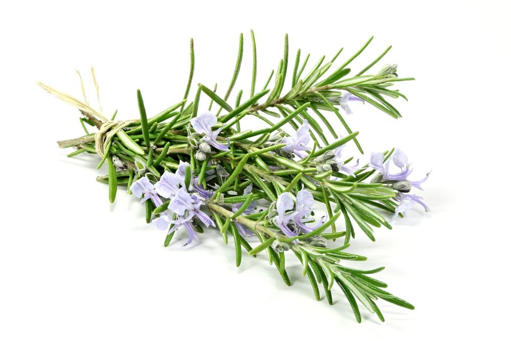 Rosemary ct. Verbenone - By Faith Essential Oils